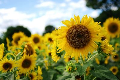 Sunflowers blooming on field against sky