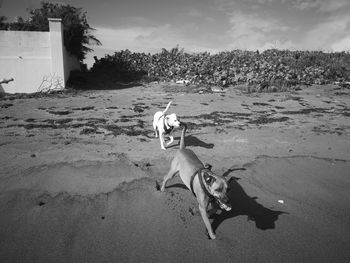 Dog on land against sky