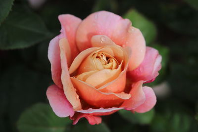 Close-up of pink rose