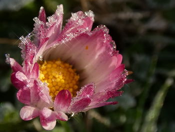 Close-up of snow covered pink flower
