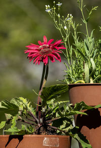 Potted plant