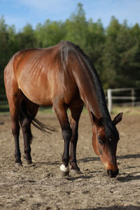 Horse on field