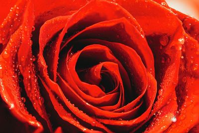 Close-up of wet red rose