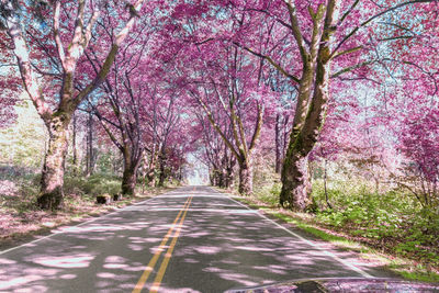 View of cherry trees along road