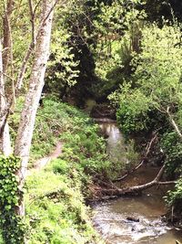 Stream flowing through forest