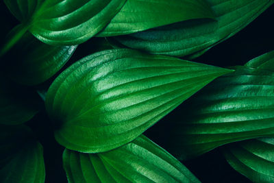 Top view of fresh green hosta leaves lush foliage natural background.