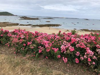 Pink flowering plants by sea against sky