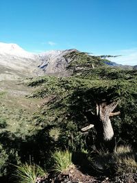 Shadow of tree on mountain against sky