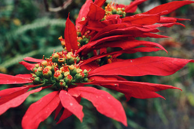 Close-up of blooming poinsettia red tropical flower 