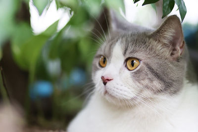 Close-up of cat looking away