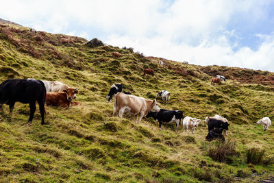 Cows standing in a field