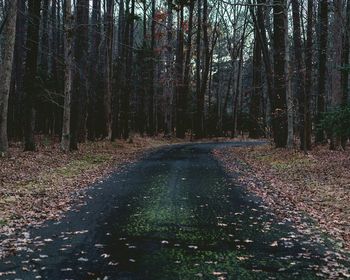 Dirt road passing through forest