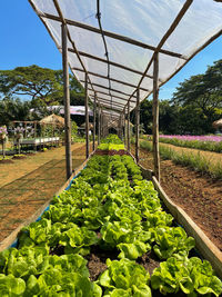 Plants growing in greenhouse