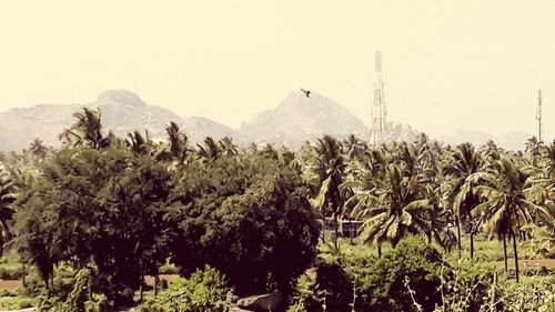 Panoramic shot of trees on field against sky