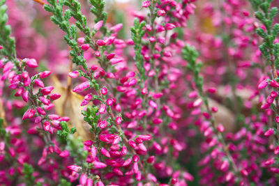 Close-up of pink flowering plant