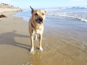 Dog on beach