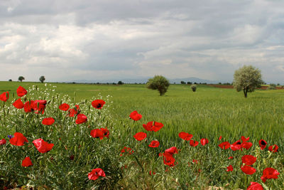 Red poppies on field against sky