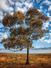 Tree on field against sky