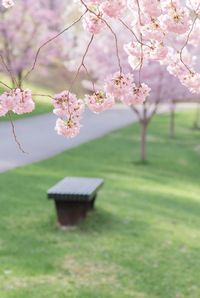 Pink cherry blossoms on field