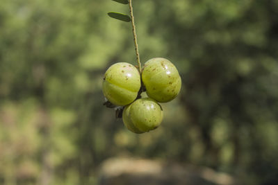 Close-up of fruits on tree