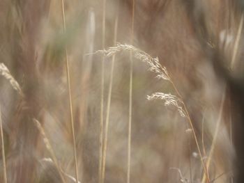 Close-up of stalks in field