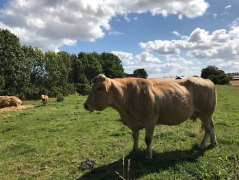 Cattle standing on grassy field against cloudy sky