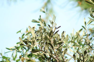 Close-up of plant against sky