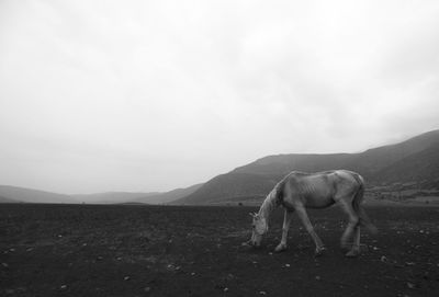 Horse on field against sky