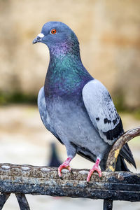 Close-up of pigeon