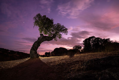 Silhouette trees on field against sky at sunset