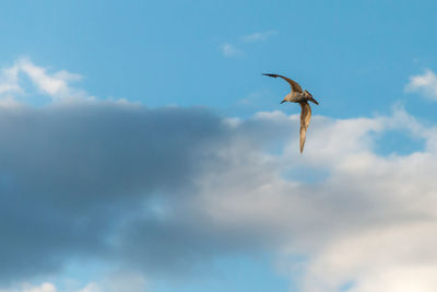 Low angle view of seagull flying against sky