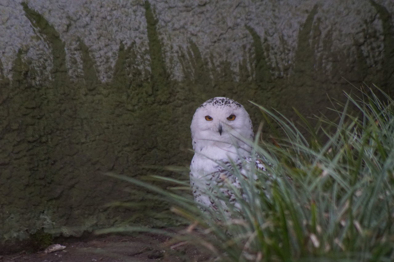 #snowy owl