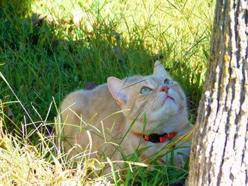 Portrait of cat in grass