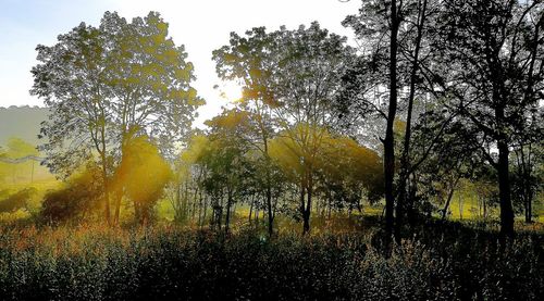 Trees growing on field against sky