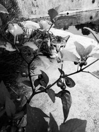 High angle view of cat amidst plants