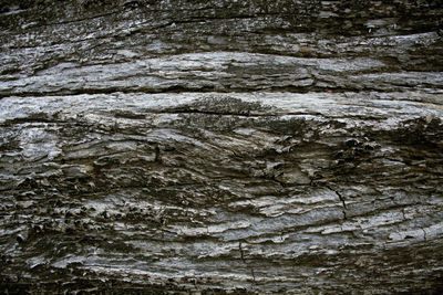 Full frame shot of tree trunk