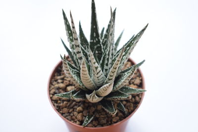 Close-up of plant against white background