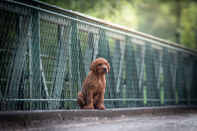 Puppy looking away while sitting against railing