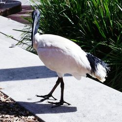 White bird perching on ground