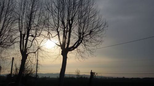 Silhouette of bare trees at sunset