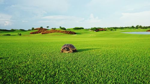 Tortoise on agricultural field against sky