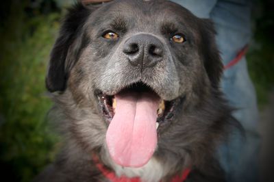 Close-up of dog sticking out tongue