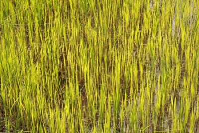 Full frame shot of crops on field