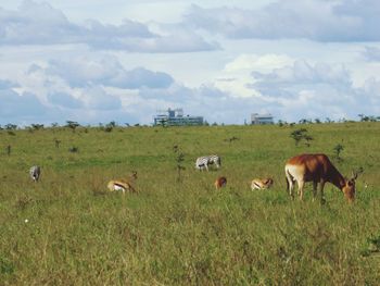 Sheep grazing on grassy field against cloudy sky