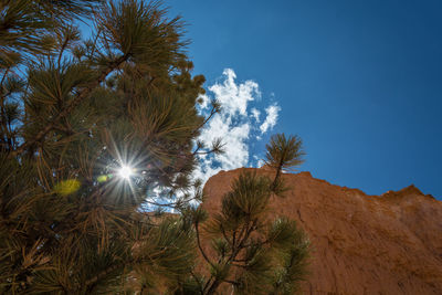 Low angle view of trees against bright sun
