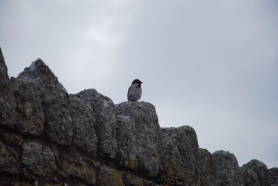 Low angle view of bird perching on rock