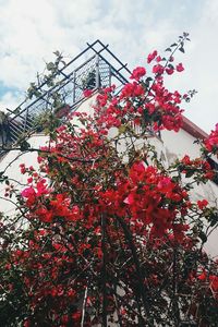 Low angle view of flowers against sky