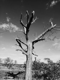 Low angle view of bare tree against sky