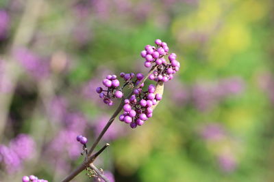 Close-up of pink flowering plant