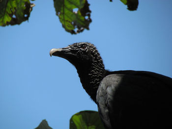 Low angle view of bird against clear blue sky
